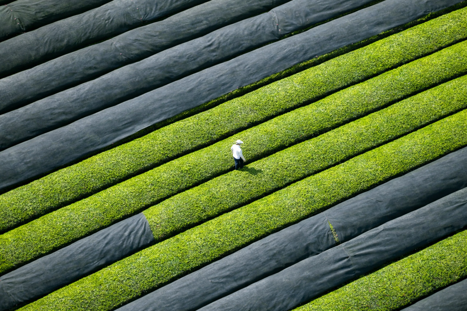 Matcha farm in Japan