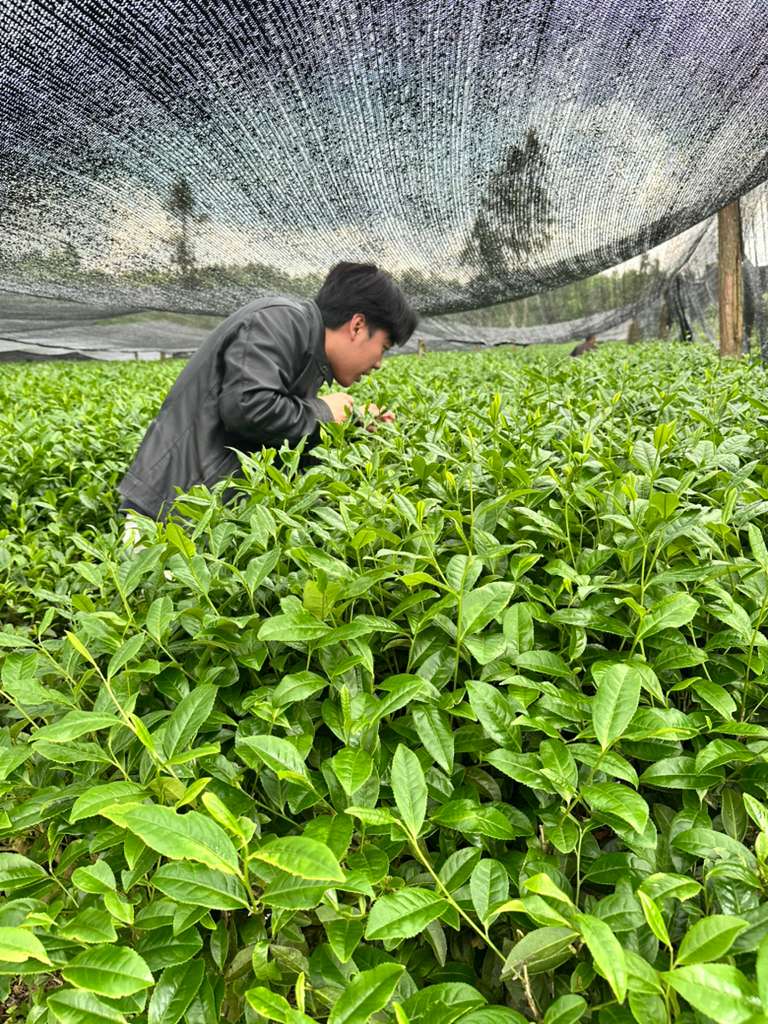 Shaded tea harvest for matcha production in Japan